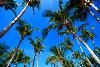 Hampton Inn Cocoa Beach, Cocoa Beach — Tall, Tall Trees