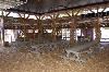 The Barn, Hunt Club Farm, Virginia Beach — generaly would have 5 picnic tables going down the center of the barn similar to this. then have 2 tables in each of the four VIP rooms.