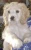 Aavakian - Shadowlawn Bed & Breakfast, Columbus — Caesar at 4 months