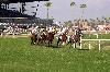 Turf Paradise