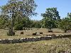 Forks Of Medlin Creek, Dripping Springs — Cattle across Medlin Creek