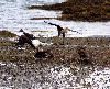 Alaska's Ridgewood Wilderness Lodge, Homer — Birdwatching
