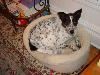 China Doll Guest House, Chicago — Pets Welcome!