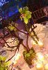 GREAT EXPECTATIONS EVENTS, Tucson