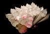 Your Very Own Fairy Godmother Weddings & Events, Round Rock