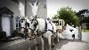 Lauren Pauline Photography, Tampa