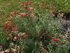 Garden, Among Friends, Family and Company, Evergreen Park