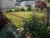 Garden, Among Friends, Family and Company, Evergreen Park — The garden landscape consists of neatly kept lawn, established greenery, i.e., flowering strubs, trees, annuals, perennials and container grown plants and flowers!