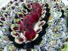 offer sushi-sushi catering in Boston, Cambridge — Welcome to OfferSushi, your one stop sushi catering service.  Our sushi chef will come right to your door and then create beautifully decorated sushi for you and your guests. Our sushi chef would love to make your party extra-special. Quality being our guideline and taste being the heart of our sushi, we will help make your celebration a tasteful memory. The creation of world-class sushi is an art of which we are the masters. You have now found a really high quality, delicious sushi catering service.

At Boston Sushi Catering Service, we are dedicated to provide you with one of the best Sushi chefs from Boston for all of your occasions and events:  Birthdays, Weddings, Thanksgiving, Christmas, New Year, Ceremonies, Sushi Fan Party, Yacht Parties, Surprise Party, or any sushi Celebrations. For having fun with Sushi, you can even party for no reason at all!  www.offersushi.com