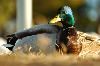 Classic Pixel Photography // info@classicpixel.com -|- 613-290-0548, Ottawa — Wildlife Photography: Duck