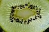 Classic Pixel Photography // info@classicpixel.com -|- 613-290-0548, Ottawa — Macro Photography