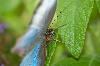 Classic Pixel Photography // info@classicpixel.com -|- 613-290-0548, Ottawa — Macro Photography: Butterfly