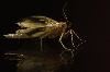Classic Pixel Photography // info@classicpixel.com -|- 613-290-0548, Ottawa — Macro Photography: Butterfly