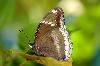 Classic Pixel Photography // info@classicpixel.com -|- 613-290-0548, Ottawa — Macro Photography: Butterfly