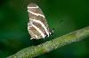 Classic Pixel Photography // info@classicpixel.com -|- 613-290-0548, Ottawa — Macro Photography: Butterfly