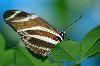 Classic Pixel Photography // info@classicpixel.com -|- 613-290-0548, Ottawa — Macro Photography: Butterfly