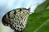 Classic Pixel Photography // info@classicpixel.com -|- 613-290-0548, Ottawa — Macro Photography: Butterfly
