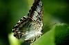 Classic Pixel Photography // info@classicpixel.com -|- 613-290-0548, Ottawa — Macro Photography: Butterfly