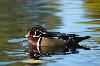 Classic Pixel Photography // info@classicpixel.com -|- 613-290-0548, Ottawa — Wildlife Photography: Wood Duck