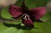 Classic Pixel Photography // info@classicpixel.com -|- 613-290-0548, Ottawa — Macro Photography: Flower