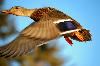 Classic Pixel Photography // info@classicpixel.com -|- 613-290-0548, Ottawa — Wildlife Photography: Goose in fly