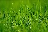 Classic Pixel Photography // info@classicpixel.com -|- 613-290-0548, Ottawa — Macro Photography: Wet Grass