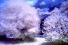 Classic Pixel Photography // info@classicpixel.com -|- 613-290-0548, Ottawa — Infrared Photography: Shed in a garden