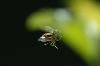 Classic Pixel Photography // info@classicpixel.com -|- 613-290-0548, Ottawa — Macro Photography: Valentine's day for the bees