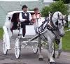 Dream Horse Carriage Company, Jackson — White Vis a Vis carriage with 1 white horse and top up.
A popular choice for weddings and more.