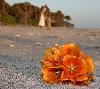 Always Forever Photography, Sarasota