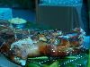 Savoy Events, Oakland — Pig roast at a wedding rehearsal dinner.