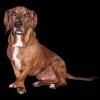 Precious Pet Pics by Dee, Melbourne