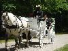 Southern Carriage Company, Houston — Horse Drawn Carriage Service