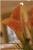 April's Floral Expressions, Charlotte
