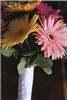 AZ Pink Events, Tucson