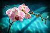 Photo Images Incorporated, Northbrook