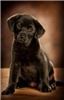 Photo Images Incorporated, Northbrook