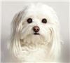 Photo Images Incorporated, Northbrook