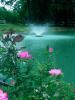 Rose Of Sharon Ranch