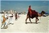 Promotions Plus - Tampa, Tampa — Camel Rides Available For Private Rentals