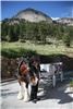 Tender Grass Carriage, Estes Park — Horse Drawn Carriage, with amazing Clydesdale horses.  A great addition to any event.  Memories to last a life time!