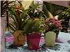 Enchanted Florist, Pasadena — Table decorations using plants.