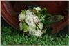 Mother Earth Floral Design & Event Planning - Huntsville, Athens