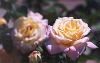 Lauritzen Gardens Omaha's Botanical Center, Omaha — Rose Garden.