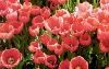 Lauritzen Gardens Omaha's Botanical Center, Omaha — Spring Flowering Walk.