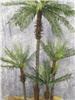 Make A Scene, Seattle — Palm trees