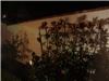 Entire Facility, Maison De Tours, Saint Martinville — Maison De Tour's Courtyard