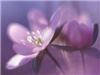 A Beautiful California Florist, Long Beach — A Beautiful California Florist has been proudly serving Long Beach and the South Bay area since 1933. We are family owned and operated and committed to offering only the finest floral arrangements and gifts, backed by service that is friendly and prompt. Because all of our customers are important, our professional staff is dedicated to making your experience a pleasant one. That is why we always go the extra mile to make your floral gift perfect.