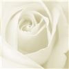 Click to see Profile