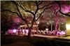 The Gardens At West Green, San Antonio — Evening Wedding